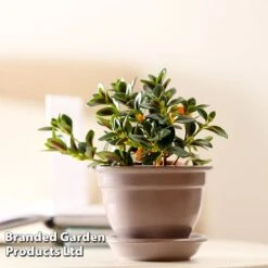 Nematanthus Gregarius -Plants Sale NEMA GREGARIUS W48800