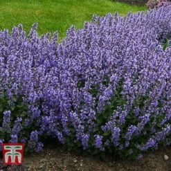 Nepeta Faassenii 'Purrsian Blue' -Plants Sale NEP wkb4685 B