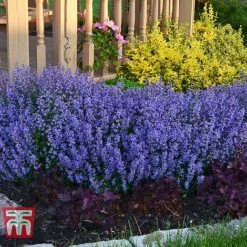 Nepeta Faassenii 'Purrsian Blue' -Plants Sale NEP wkb4685 C
