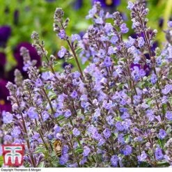 Nepeta Faassenii 'Purrsian Blue' -Plants Sale NEP wkb4685 D