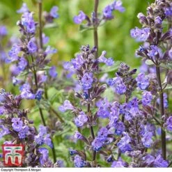 Nepeta Faassenii 'Purrsian Blue' -Plants Sale NEP wkb4685 E