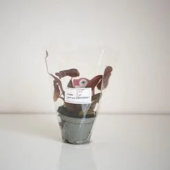 Nepenthes Sanguinea Hybrid -Plants Sale NEPE SANGUI9CM T38951