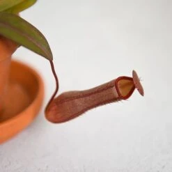 Nepenthes Sanguinea Hybrid -Plants Sale NEPE SANGUINEA T38954