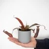 Nepenthes Sanguinea Hybrid -Plants Sale NEPE SANGUINEA T38957
