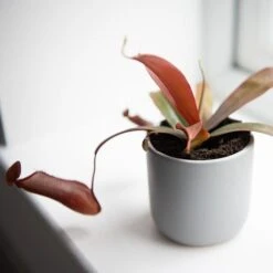 Plants Sale -Plants Sale NEPE SANGUINEA T38958