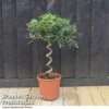 Olive Tree With Spiral Stem -Plants Sale OLEA EUROSPIRA T37469