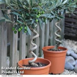 Olive Tree With Spiral Stem -Plants Sale OLIV STNDTWIST T25345