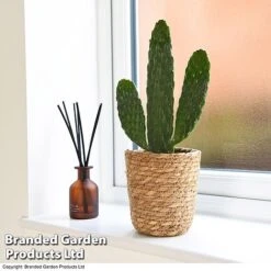 Plants Sale -Plants Sale OPUN CONSOLEA 11