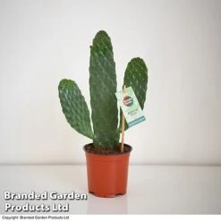 Opuntia Rubescens 'Consolea' -Plants Sale OPUN CONSOLEA 2