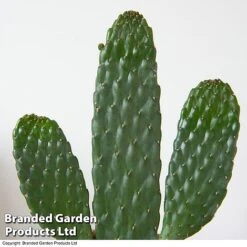 Opuntia Rubescens 'Consolea' -Plants Sale OPUN CONSOLEA 3