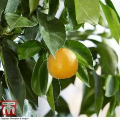 Bitter Orange 9 Bitter Orange -Plants Sale ORAN DWW3578 AC