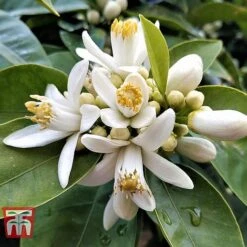 Bitter Orange 11 Bitter Orange -Plants Sale ORAN BRIG L06951W C