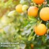 Sweet Orange (Citrus) -Plants Sale ORAN CITRUSDUO L26974