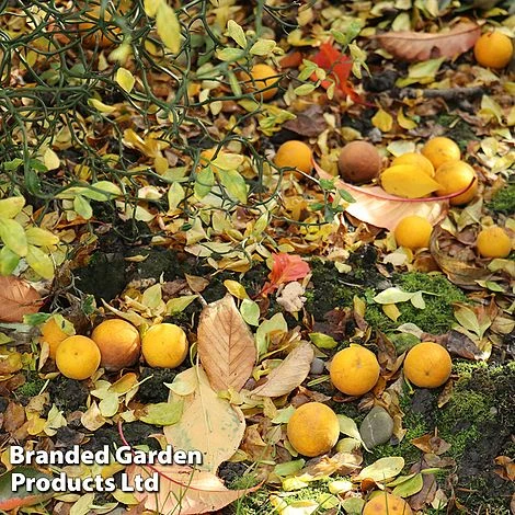 Citrus 'Orange Flying Tiger' 3 Citrus 'Orange Flying Tiger'