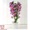 Orchid 'Star Class Lilac' - Gift -Plants Sale ORCH TG60187 A2