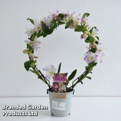 Dendrobium Nobile 'White Arch' -Plants Sale ORCH WHITE12CM T45160E