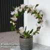 Dendrobium Nobile 'White Arch' -Plants Sale ORCH WHITEARCH T45161D