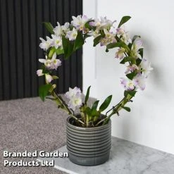 Dendrobium Nobile 'White Arch' -Plants Sale ORCH WHITEARCH T45162C