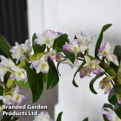 Dendrobium Nobile 'White Arch' -Plants Sale ORCH WHITEARCH T45163B