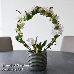 Dendrobium Nobile 'White Arch' -Plants Sale ORCH WHITEARCH T45165G