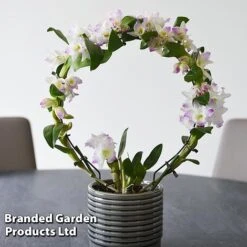 Dendrobium Nobile 'White Arch' -Plants Sale ORCH WHITEARCH T45166F