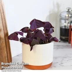 Oxalis Triangularis 'Mijke' 9 Oxalis Triangularis 'Mijke' -Plants Sale OXAL MIJKE12CM T48388