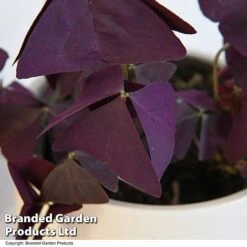 Oxalis Triangularis 'Mijke' 10 Oxalis Triangularis 'Mijke' -Plants Sale OXAL MIJKE12CM T48389