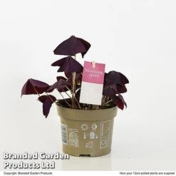 Oxalis Triangularis 'Mijke' 11 Oxalis Triangularis 'Mijke' -Plants Sale OXAL MIJKE12CM T48391