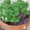 Oxalis Triangularis (Green) 2 Oxalis Triangularis (Green) -Plants Sale OXAL PAPILION A