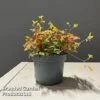 Oxalis Triangularis 'Sunset Yellow' -Plants Sale OXAL SUNSETYEL S50742