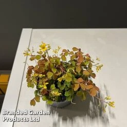 Oxalis Triangularis 'Sunset Yellow' -Plants Sale OXAL SUNSETYEL S50743