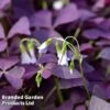 Oxalis Triangularis 'Mijke' -Plants Sale OXAL TRIAMIJKE B