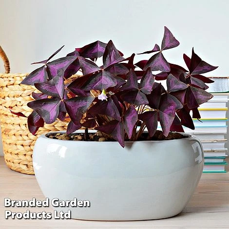 Oxalis Triangularis (Purple) 4 Oxalis Triangularis (Purple) - Image 2