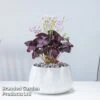 Oxalis Triangularis (Purple) -Plants Sale OXAL TRIANGULA B