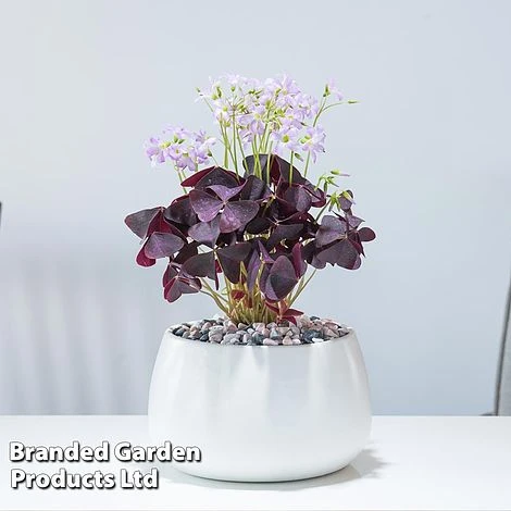Oxalis Triangularis (Purple) 3 Oxalis Triangularis (Purple)