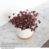 Oxalis Triangularis 'Vulcan Pink' -Plants Sale OXAL VULCANPIN T52506
