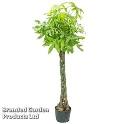 Pachira Aquatica Tree With Braided Stem -Plants Sale PACH AQUATICAT W48808