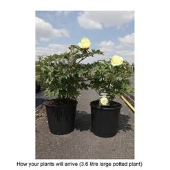 Peony 'Bartzella' 5 Peony 'Bartzella' -Plants Sale PAEO T68441 B h