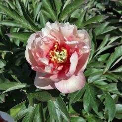 Peony 'Canary Brilliants'