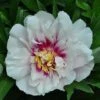 Peony 'Cora Louise' -Plants Sale PAEO T74172 A h