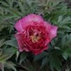 Peony 'Hillary' -Plants Sale PAEO T74182 A h