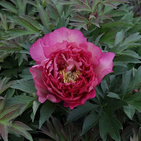 Peony 'Hillary' 3 Peony 'Hillary'