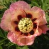 Peony 'Pastel Splendor' 1 Peony 'Pastel Splendor' -Plants Sale PAEO T74194 A h