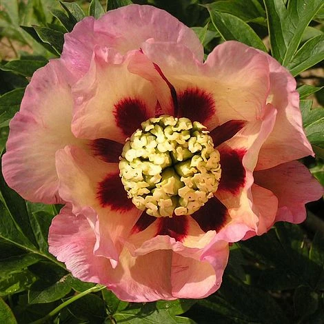 Peony 'Pastel Splendor' 3 Peony 'Pastel Splendor'