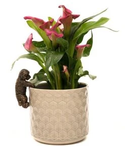 Antique Bronze Coloured Cockapoo Pot Buddy - Pot Hanger 10 Antique Bronze Coloured Cockapoo Pot Buddy - Pot Hanger -Plants Sale PB002420CROPPED20COCKAPOO20POT20BUDDY202