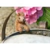 Full Colour Beatrix Potter Squirrel Nutkin Pot Buddy - Pot Hanger -Plants Sale PBBP007C 71 new