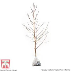 Peach 'Avalon Pride' -Plants Sale PEAC 87129 C