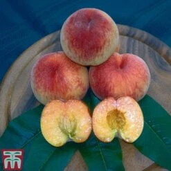 Peach 'Rochester' -Plants Sale PEAC TKA2111 A
