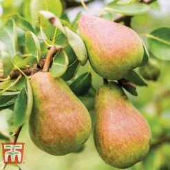 Pear 'Williams' Bon Chretien' -Plants Sale PEAR CWW3398 A