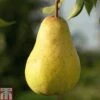 Pear 'Williams' Bon Chretien' -Plants Sale PEAR CWW3398 A h